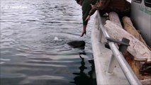 Fishermen have close encounter with orcas