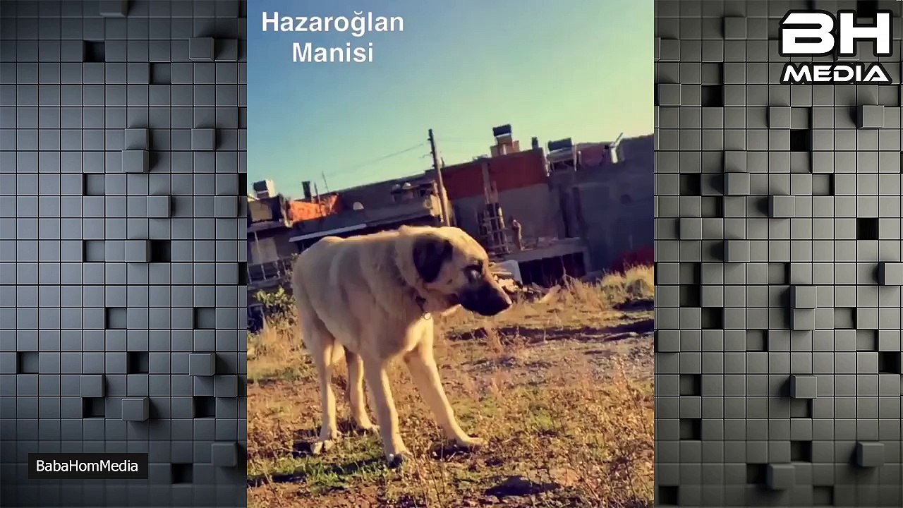 Aykut Elmas - Hazar Oğlan'la sabah şekeri / Günaydın