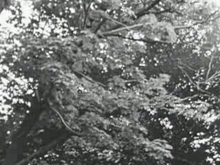 Centuries Of June, (joseph cornell),