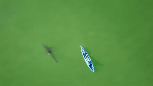 Sharks Circle Kayakers In Monterey Bay