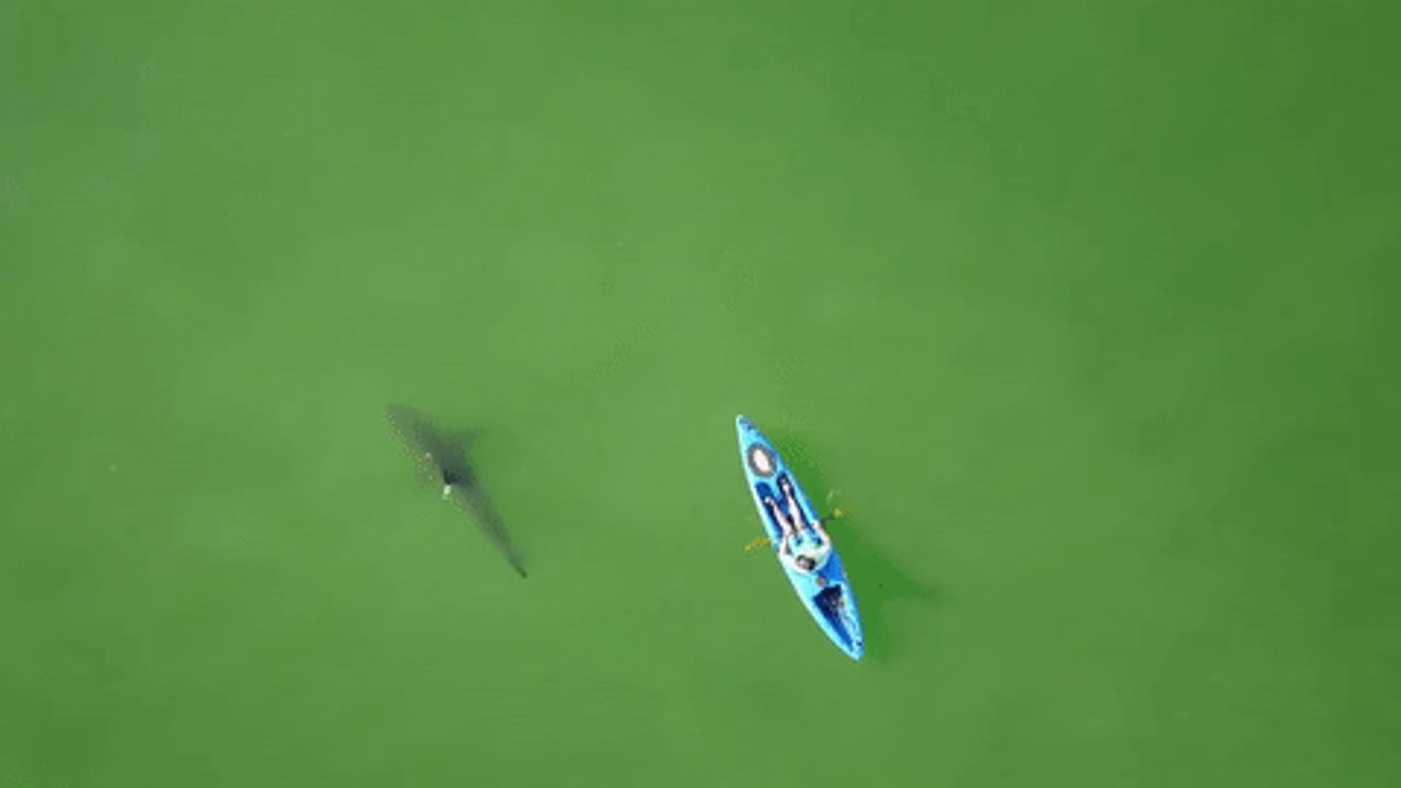 Sharks Circle Kayakers In Monterey Bay