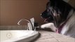 Quand il a soif, ce chien boit au robinet
