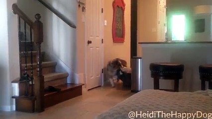 Ce chien adore regarder la TV et va même chercher son coussin pour s'installer...