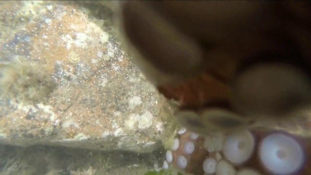 Un poulpe vient voler une GoPro