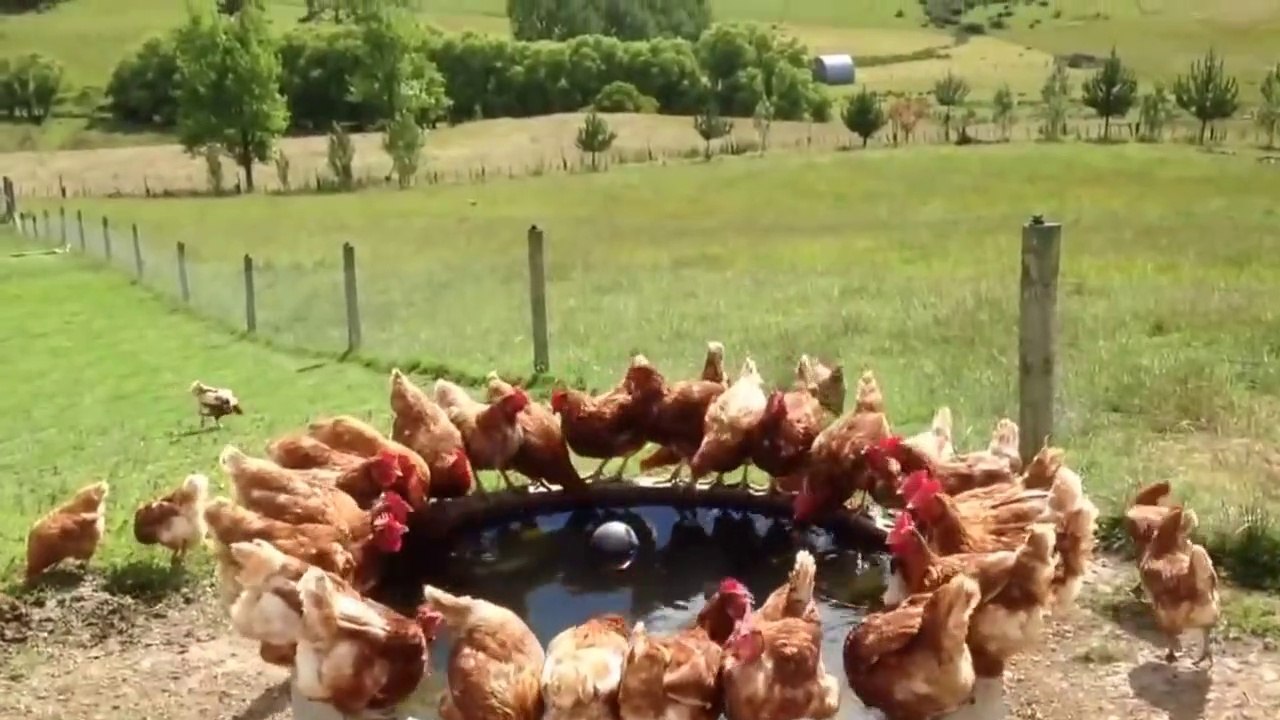 Chaque matin des centaines de poules font la même chose... Incroyable