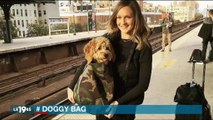 Dans le métro à New-York, les chiens doivent être dans des sacs, ce qui créé de drôles de scènes - Regardez