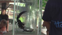 Pequeños pero matones, los peces beta libran épicas peleas en Tailandia
