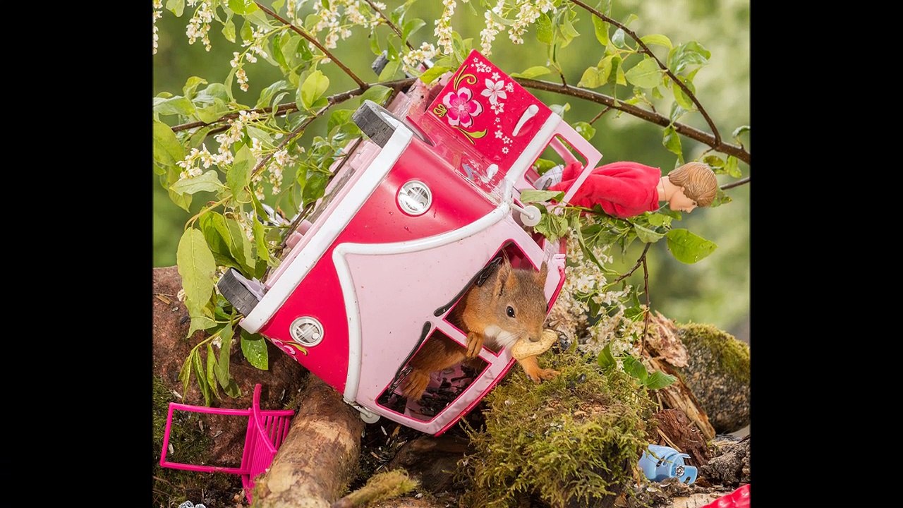 Squirrels and the car