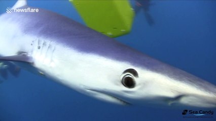 Divers swim with blue and mako sharks off Cape Point, South Africa