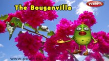 Bouganvilla | 3D animated nursery rhymes for kids with lyrics  | popular Flower rhyme for kids | Bouganvilla song  | Flower songs | Funny rhymes for kids | cartoon  | 3D animation | Top rhymes of Flowers for children