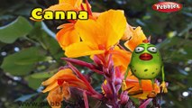Canna | 3D animated nursery rhymes for kids with lyrics  | popular Flower rhyme for kids | Canna song  | Flower songs | Funny rhymes for kids | cartoon  | 3D animation | Top rhymes of Flowers for children