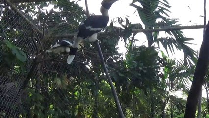 Hồng hoàng - loài chim quý mỏ vàng