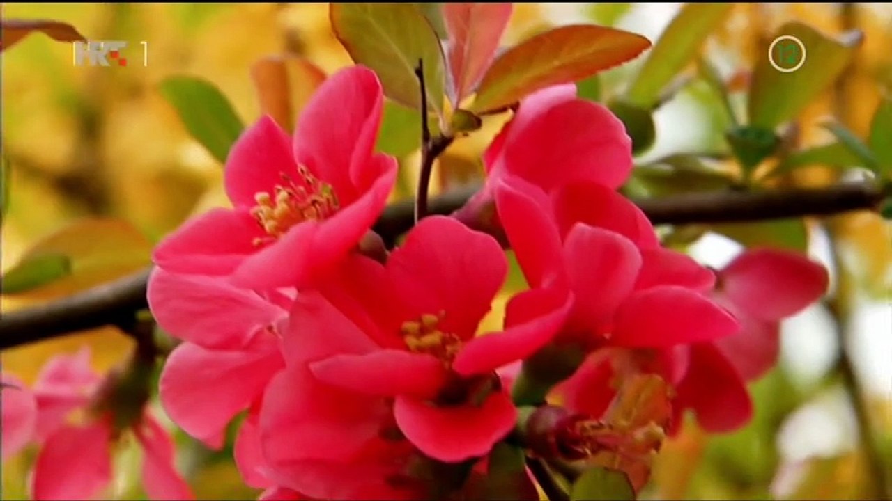 Hanna, slusaj svoje srce 083