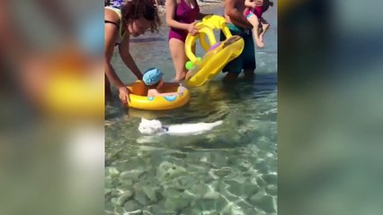 Un chat adore nager dans la mer !