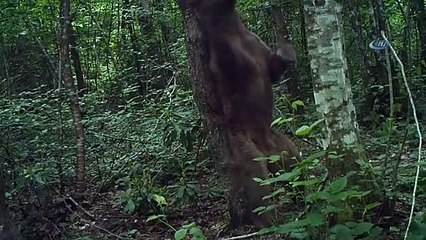 Küre Dağlarında Yaban Hayatı Böyle Görüntülendi