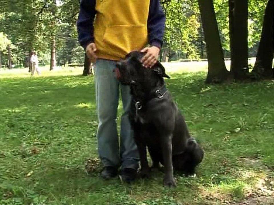 Chodzenie przy nodze