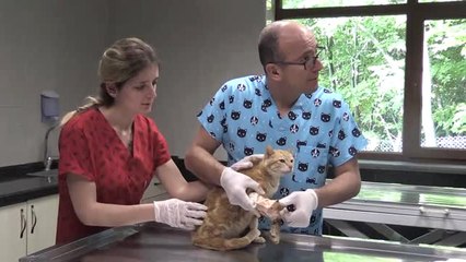 Kedi Kasabası"Nın 800'üncü Konuğu "Tekir"