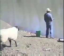 Koç Adamı Göle Atıyor