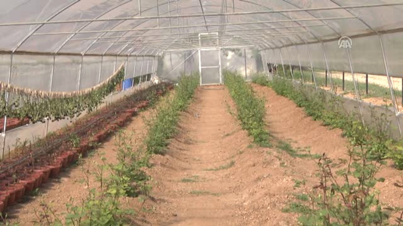 Halfeti'nin Karagülü Dört Mevsim Kokacak