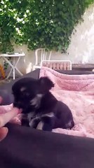 NINETTE 38 jours le 10.06.2017