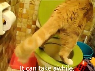 Chat très, très propre.