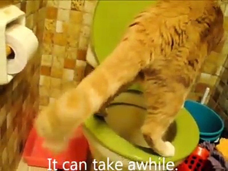 Chat très, très propre.