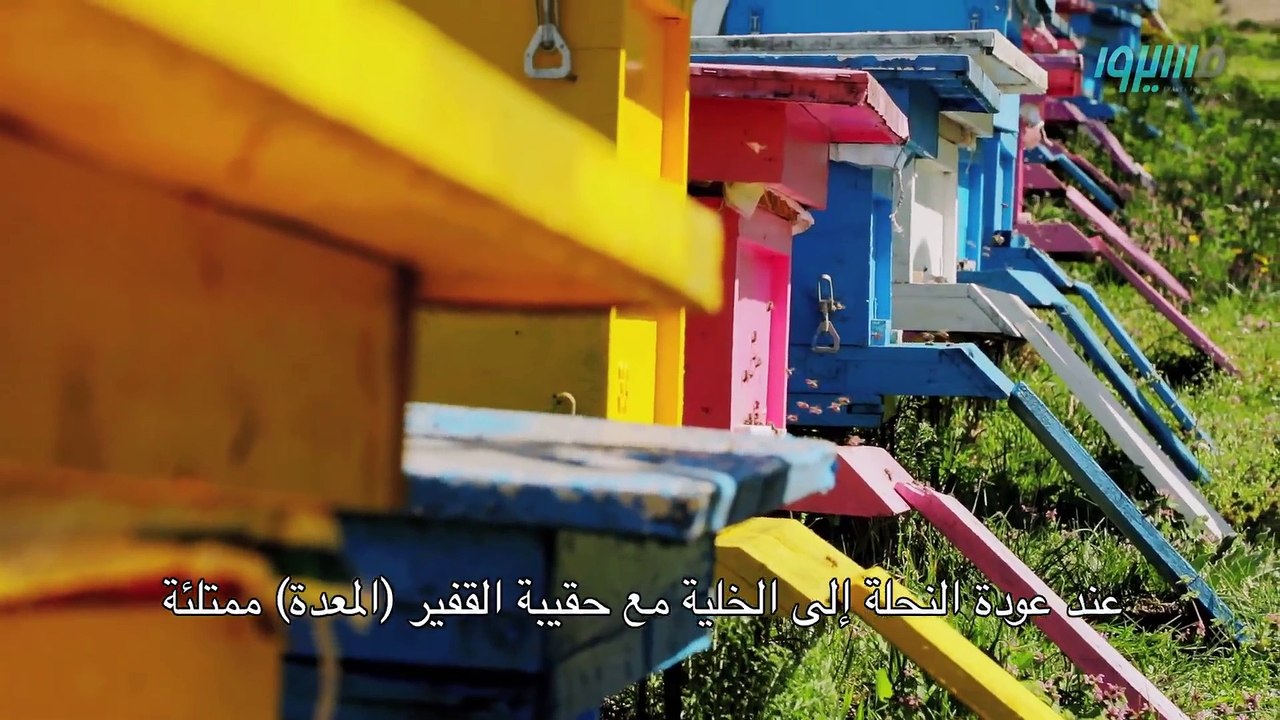 فهد الكندري - برنامج فسيروا -عجائب النحل (1) - الحلقة 5 _ Fahad AlKandari - Faseero - Eps# 05