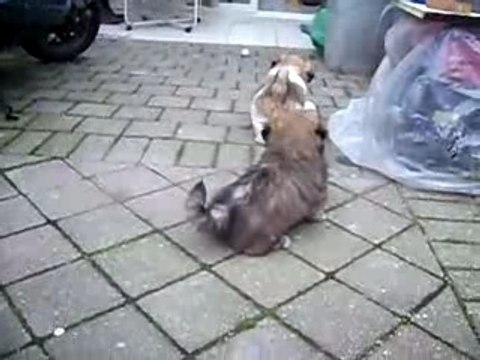 Bagarre de chiots Lhassa Apso de 3 mois