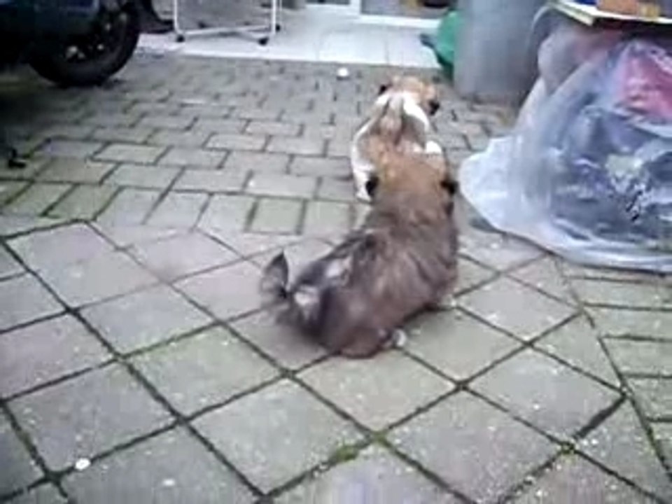 Bagarre de chiots Lhassa Apso de 3 mois