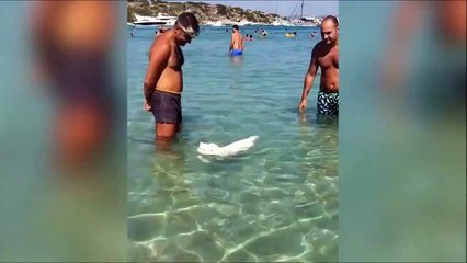 Du jamais vu ! Ce chat adore nager en mer