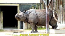 ZOO - Rinoceronte Kanguru Cabras Hipopódsatamo _  Rhino Goat Hippo Kangar