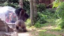 Funny Zoo Animal Surprise Attacks - Funny Aniasdmals Compil