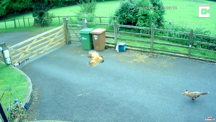 Un ado sauve in-extremis une poule attaqué par un renard