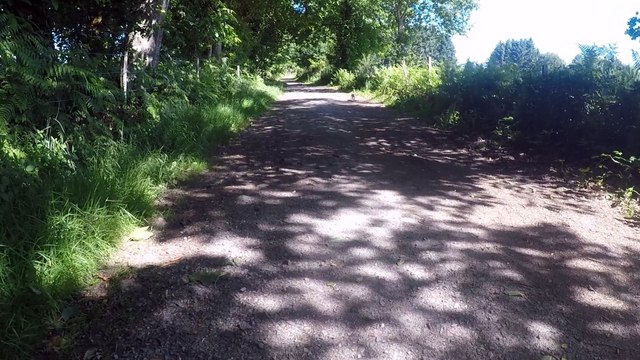 Chiots braque de Weimar @etoilesdargent.fr