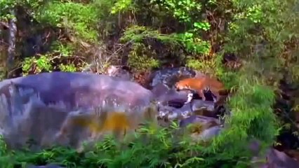 Man Eating Tigers of The Sundarbans (BBC Documentary)