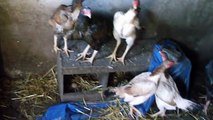 young shamo very active and brave with hens