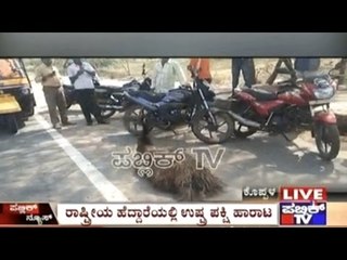 Pet Emu Bird Escapes From Owner & Travels On Koppal Roads