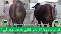 383 || Cow Qurbani for eiduladha || Bakra eid in Karachi, Pakistan || Cow Mandi