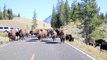 Bison Charge - Yellowstone National Park