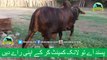 385 || Cow Qurbani for eiduladha || Bakra eid in Lahore, Pakistan || Cow Mandi