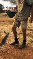 yuvasını isteyen yavru kanguru