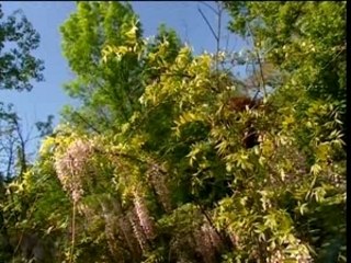 Les jardins de Laurent - Juin (2/3)