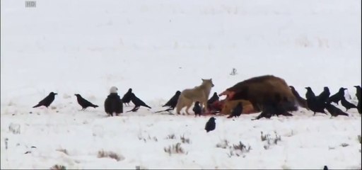 Dagda aç kalan Kurtlar Tilkiyi Parçalıyor +13