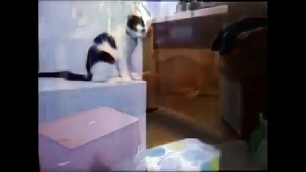 Arkadaşlarını birbirine düşüren kedi