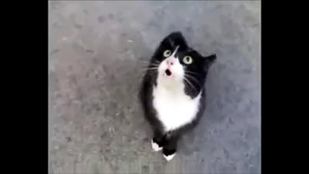 Konuşan dertli kedi :)