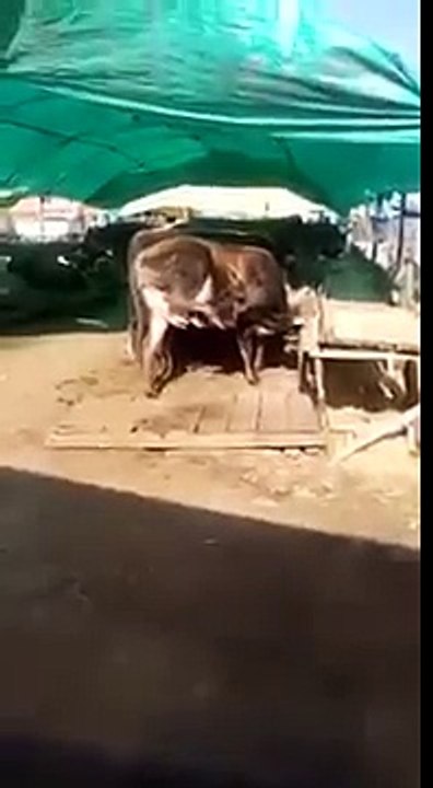 Komik Hayvanlar - Çift filtreli doğal süt :)