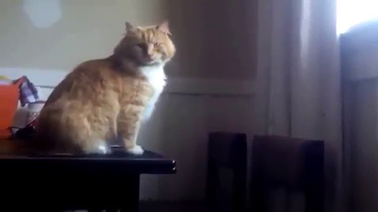 Şişmanlıktan Zıplayamayan Kedi