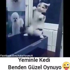 Dans eden kedi çok komik xD