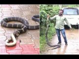 Video: King Cobra captivating the snake in a coffee plantation