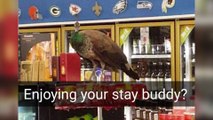 Peacock FREAKS OUT in Liquor Store- CAUGHT ON CAMERA _ What's Trending Now!